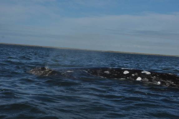 Mamãe baleia leva filhote para passear na Baía Magdalena, em Puerto López Mateos, na Baja California - México